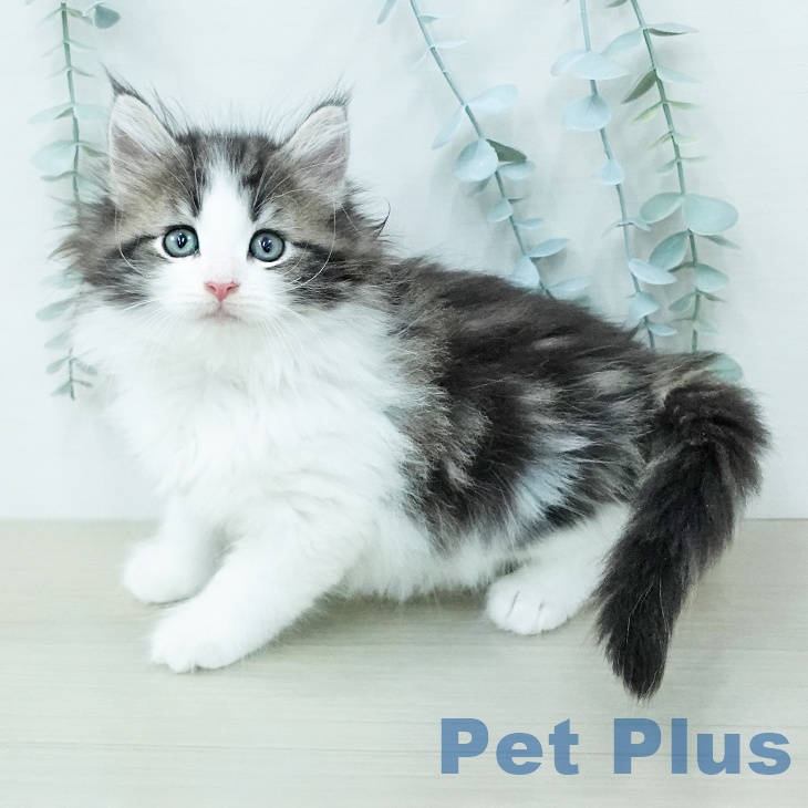 ノルウェージャンフォレストキャット