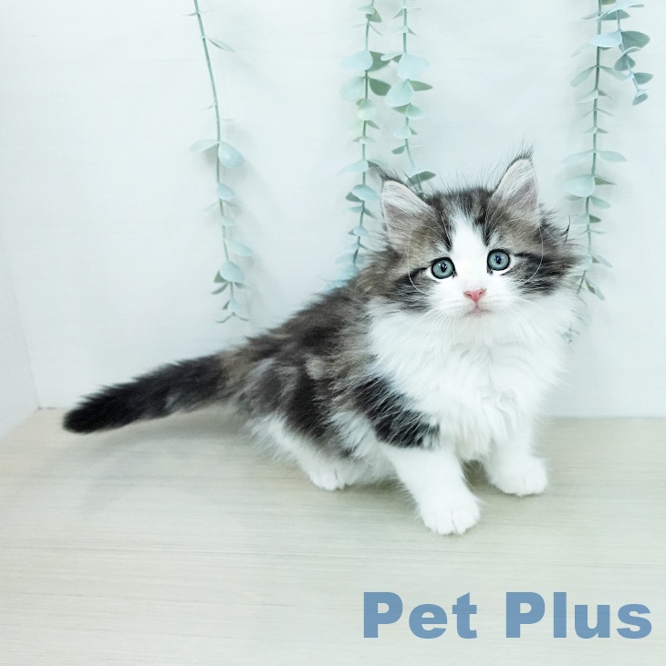 ノルウェージャンフォレストキャット