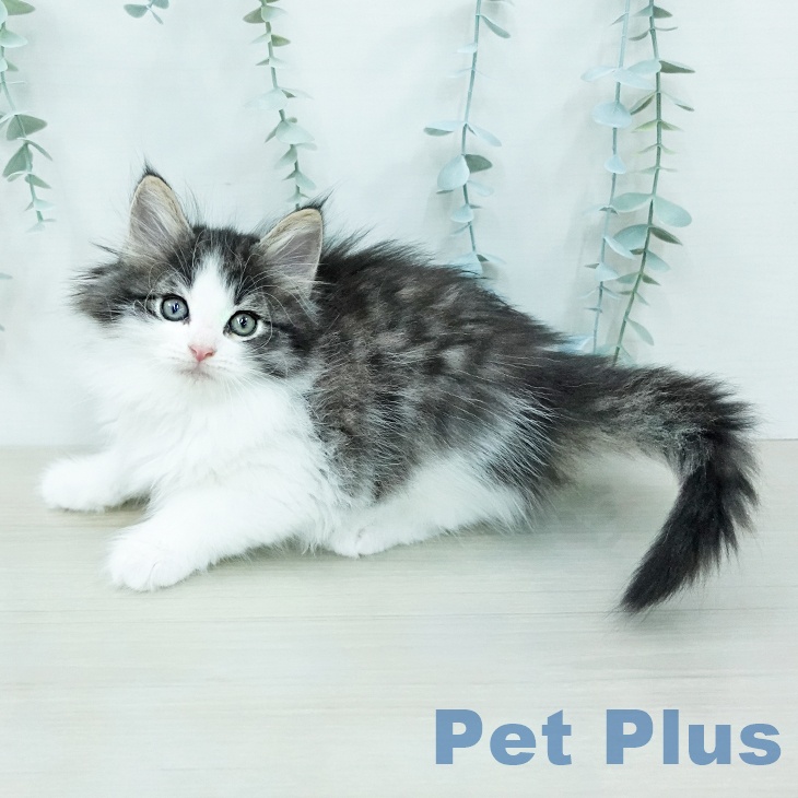 ノルウェージャンフォレストキャット