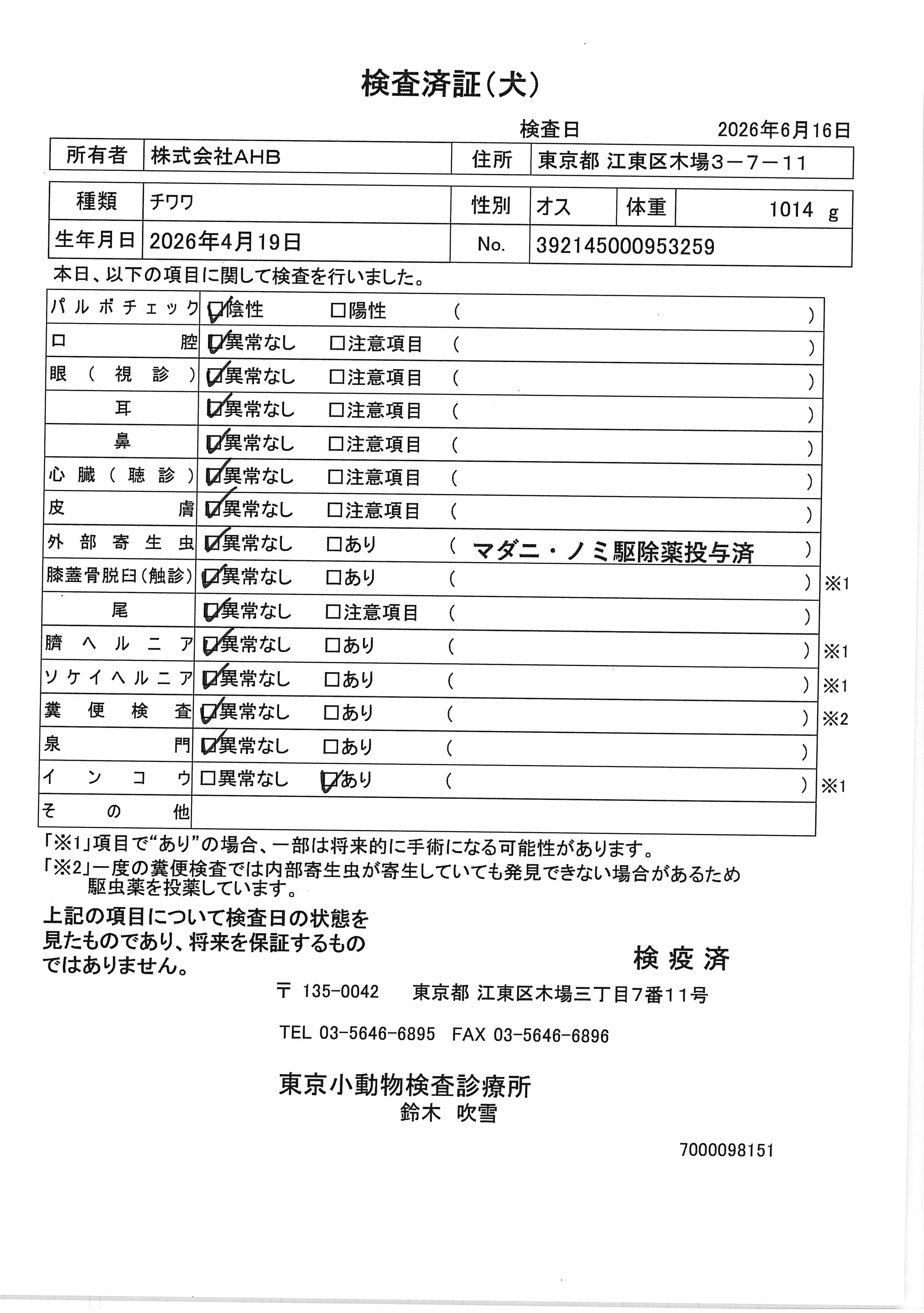 チワワ