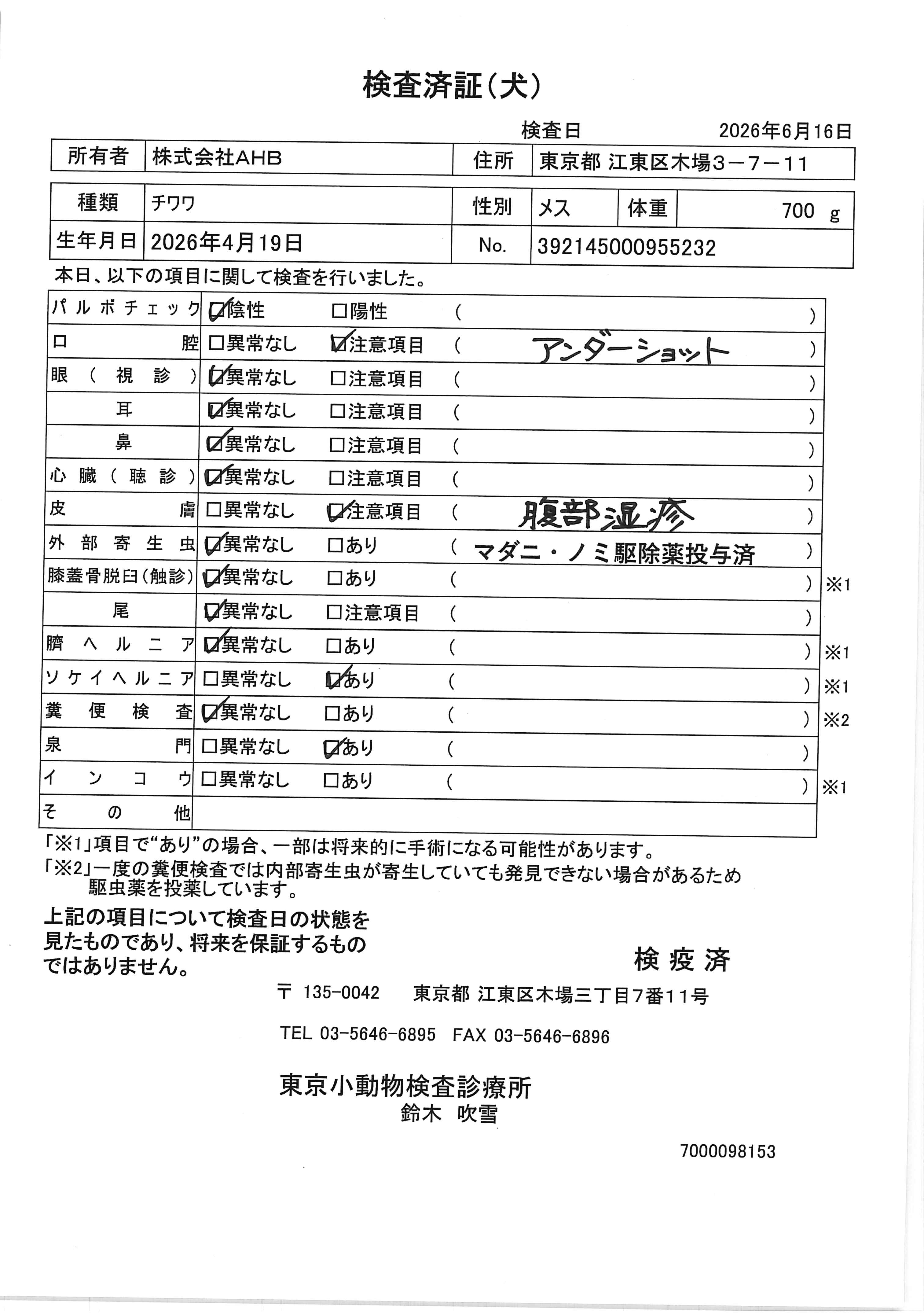 チワワ