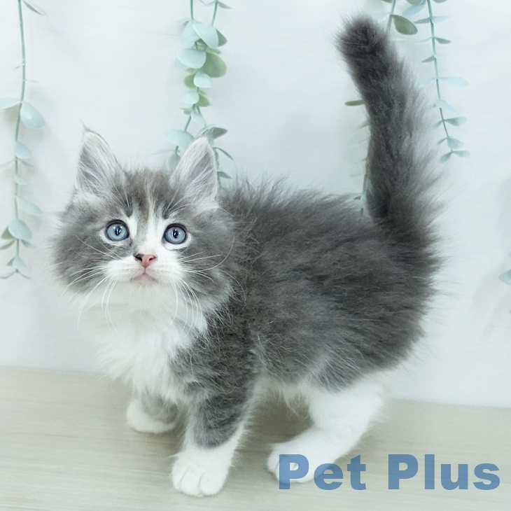 ノルウェージャンフォレストキャットの写真2