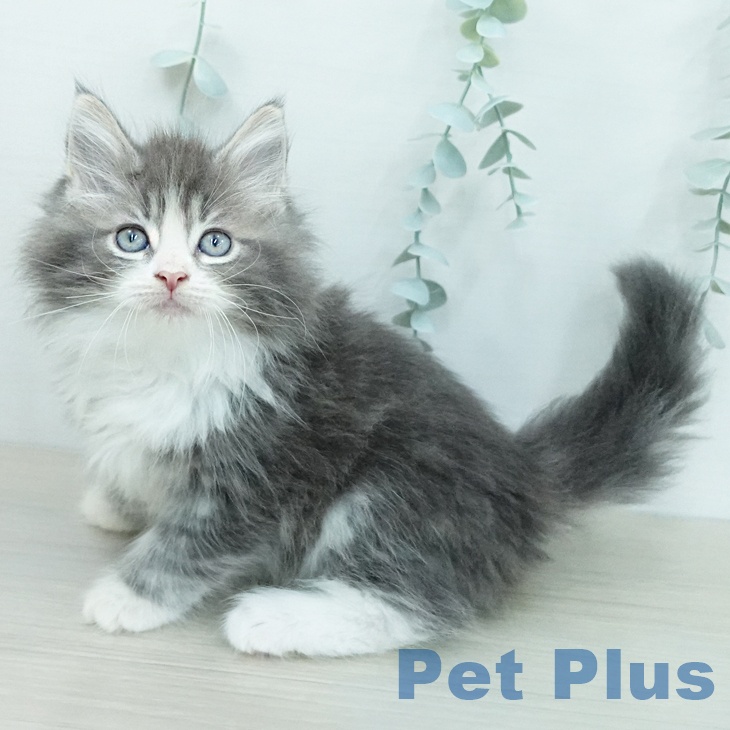 ノルウェージャンフォレストキャット