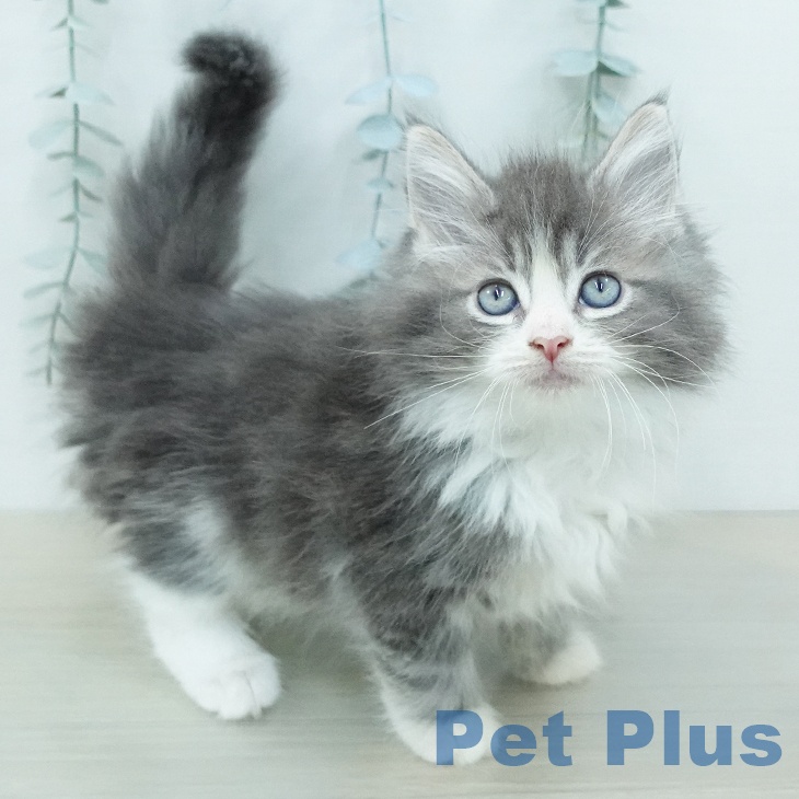 ノルウェージャンフォレストキャットの写真2