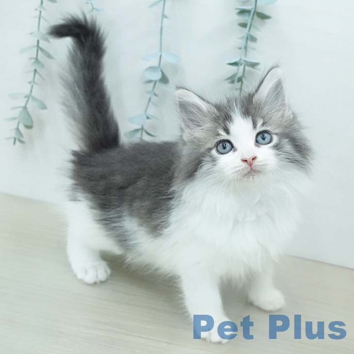 ノルウェージャンフォレストキャットの写真2