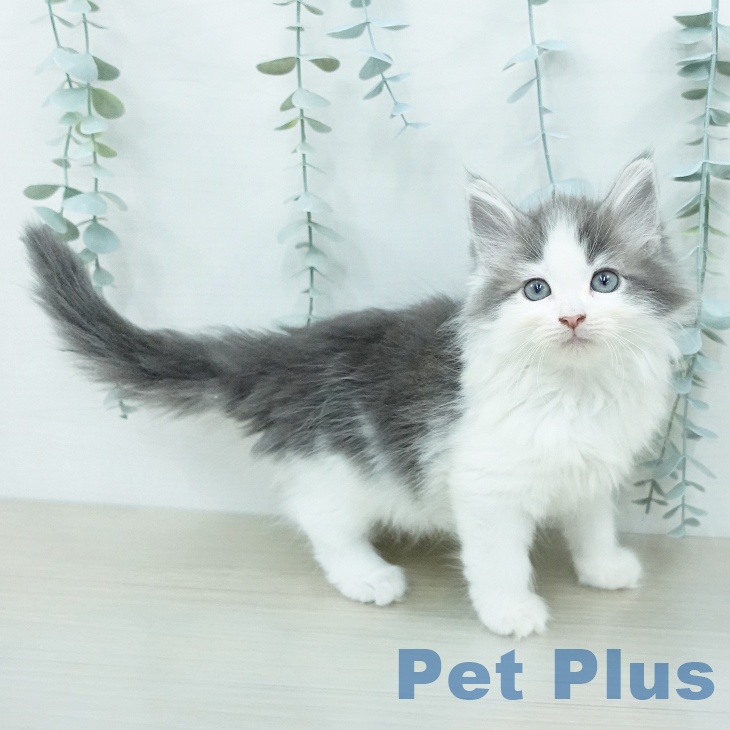 ノルウェージャンフォレストキャット