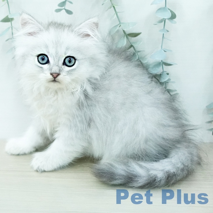 ペルシャ