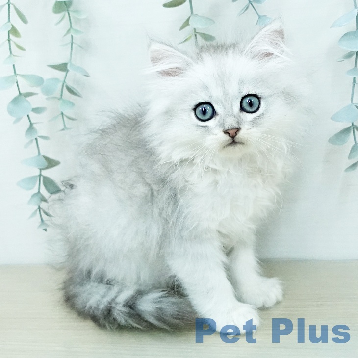 ペルシャ
