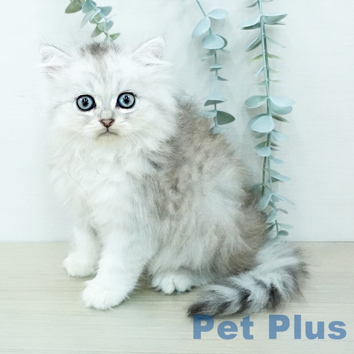 ペルシャの写真2