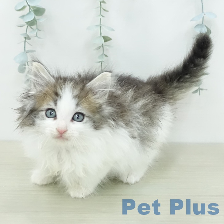 ノルウェージャンフォレストキャット