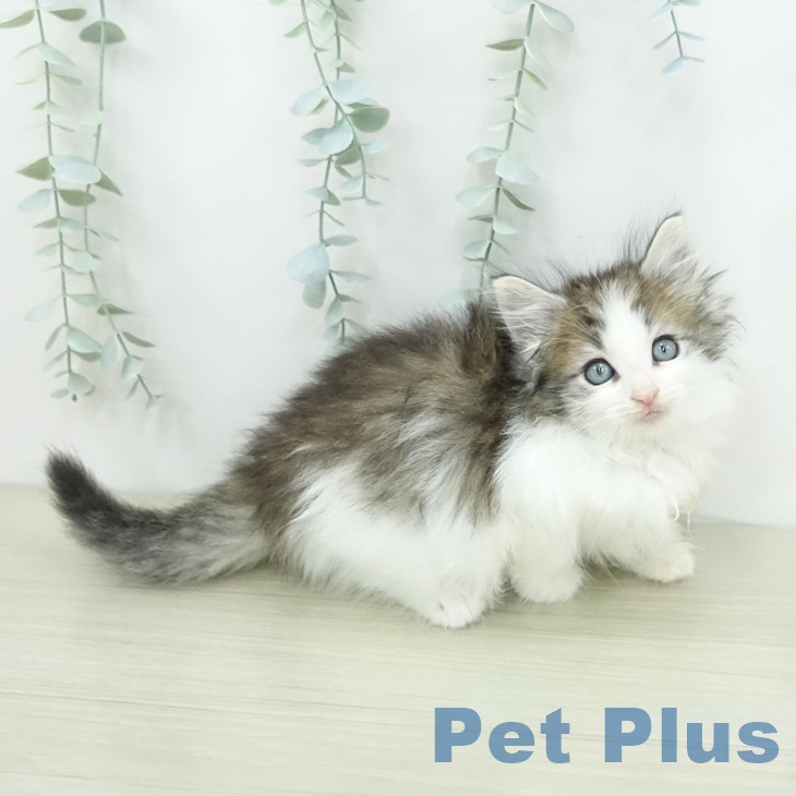 ノルウェージャンフォレストキャットの写真2