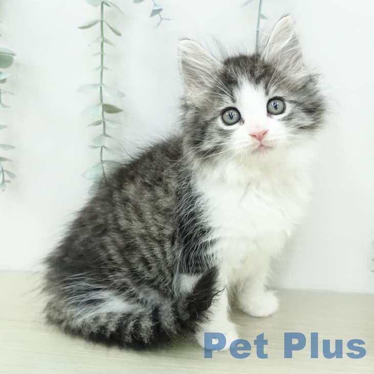 ノルウェージャンフォレストキャット