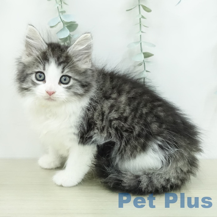 ノルウェージャンフォレストキャットの写真2