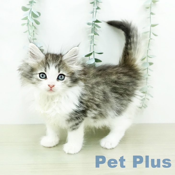 ノルウェージャンフォレストキャットの写真2