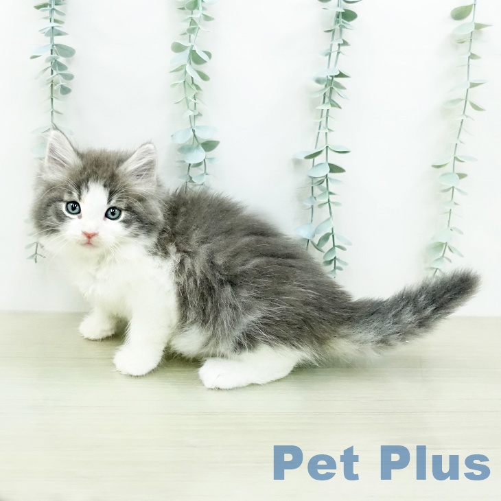ノルウェージャンフォレストキャット