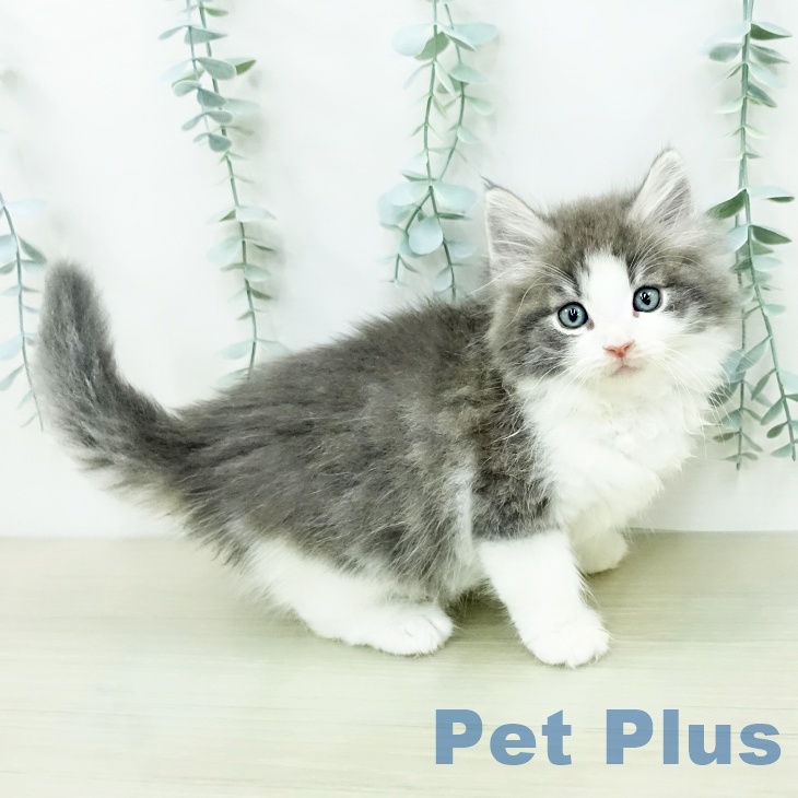 ノルウェージャンフォレストキャットの写真2