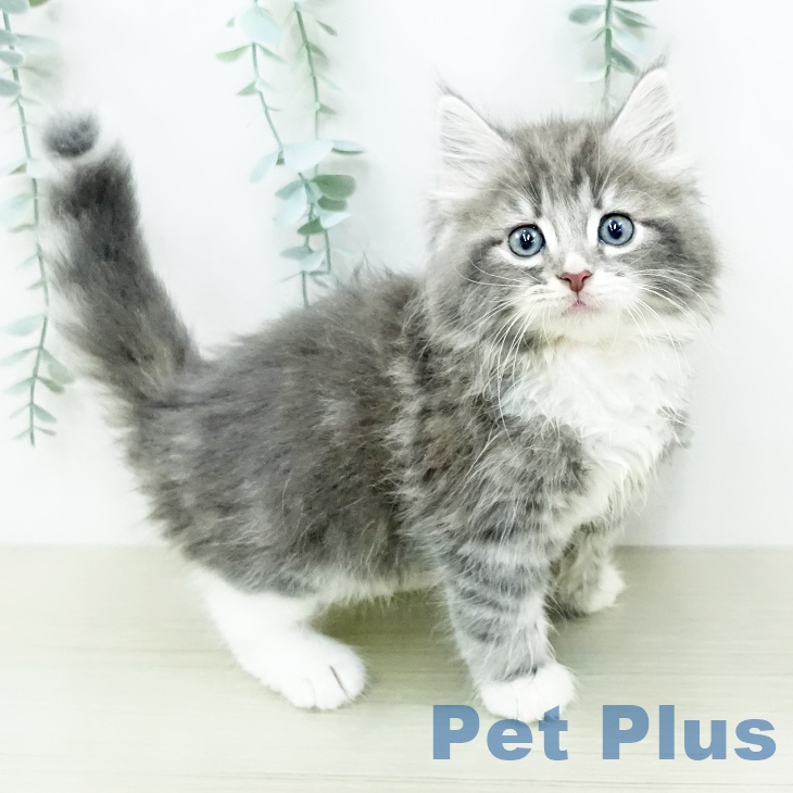 ノルウェージャンフォレストキャット