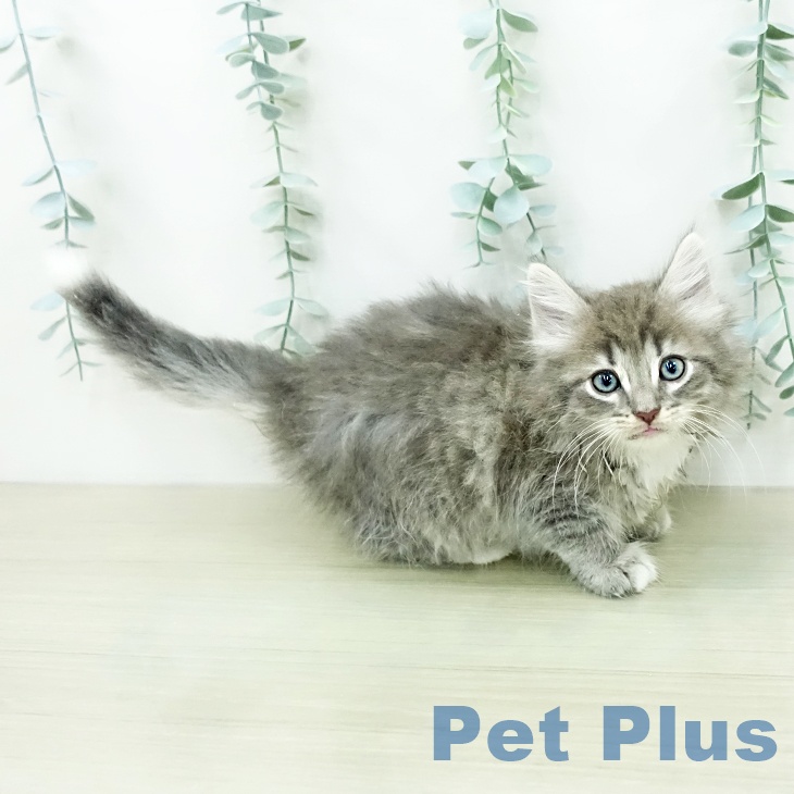 ノルウェージャンフォレストキャットの写真2