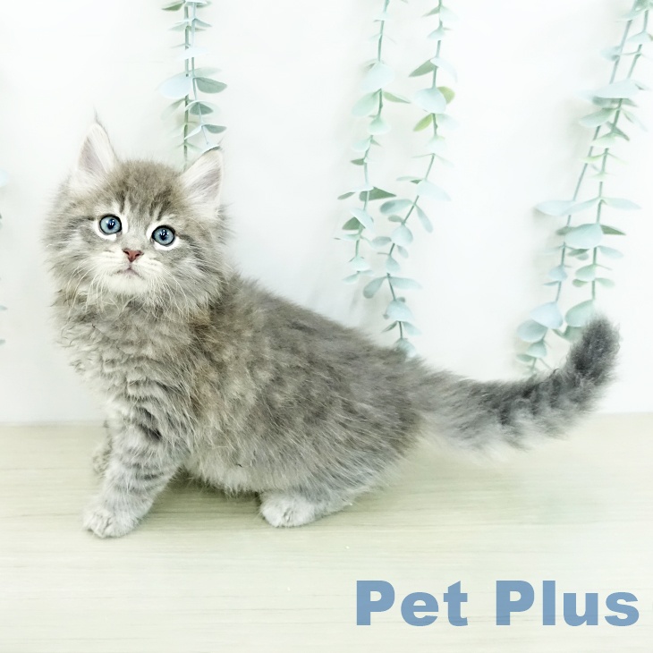 ノルウェージャンフォレストキャットの写真2