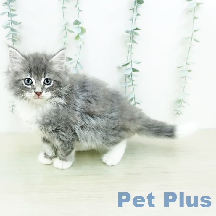 ノルウェージャンフォレストキャット