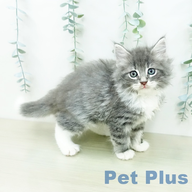 ノルウェージャンフォレストキャット