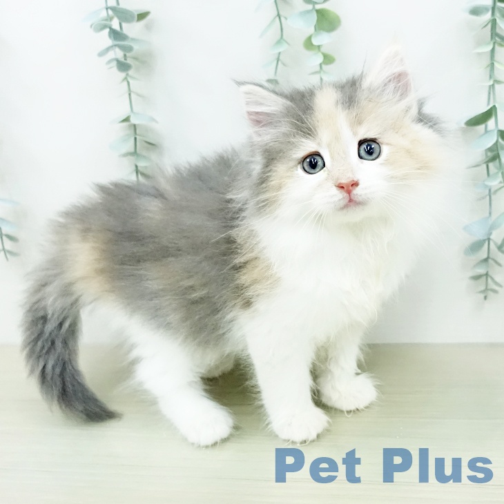 ノルウェージャンフォレストキャット
