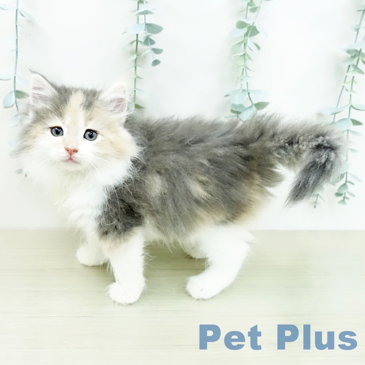 ノルウェージャンフォレストキャットの写真2