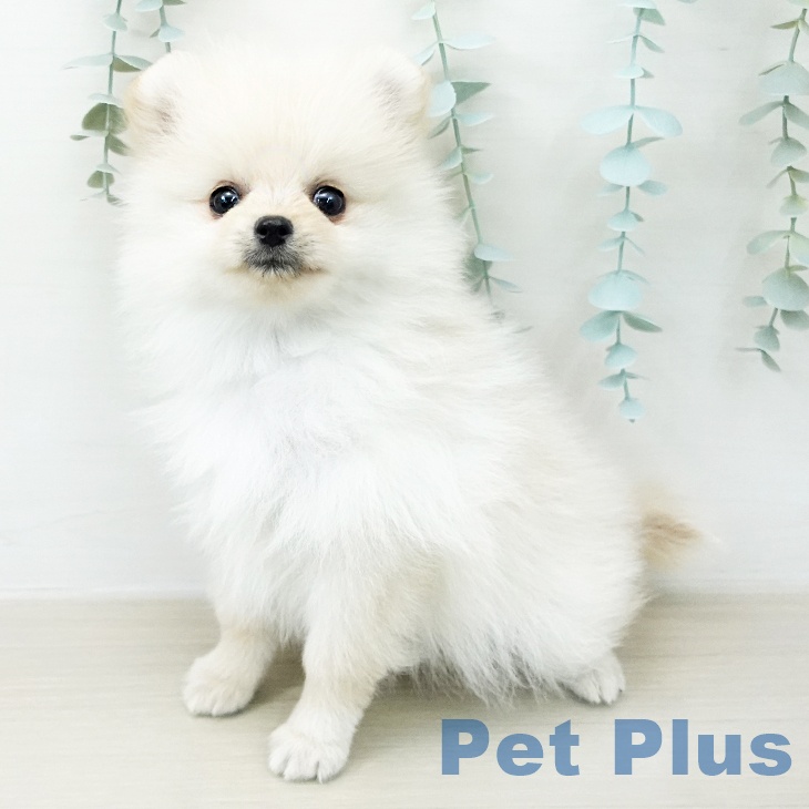 ポメラニアン