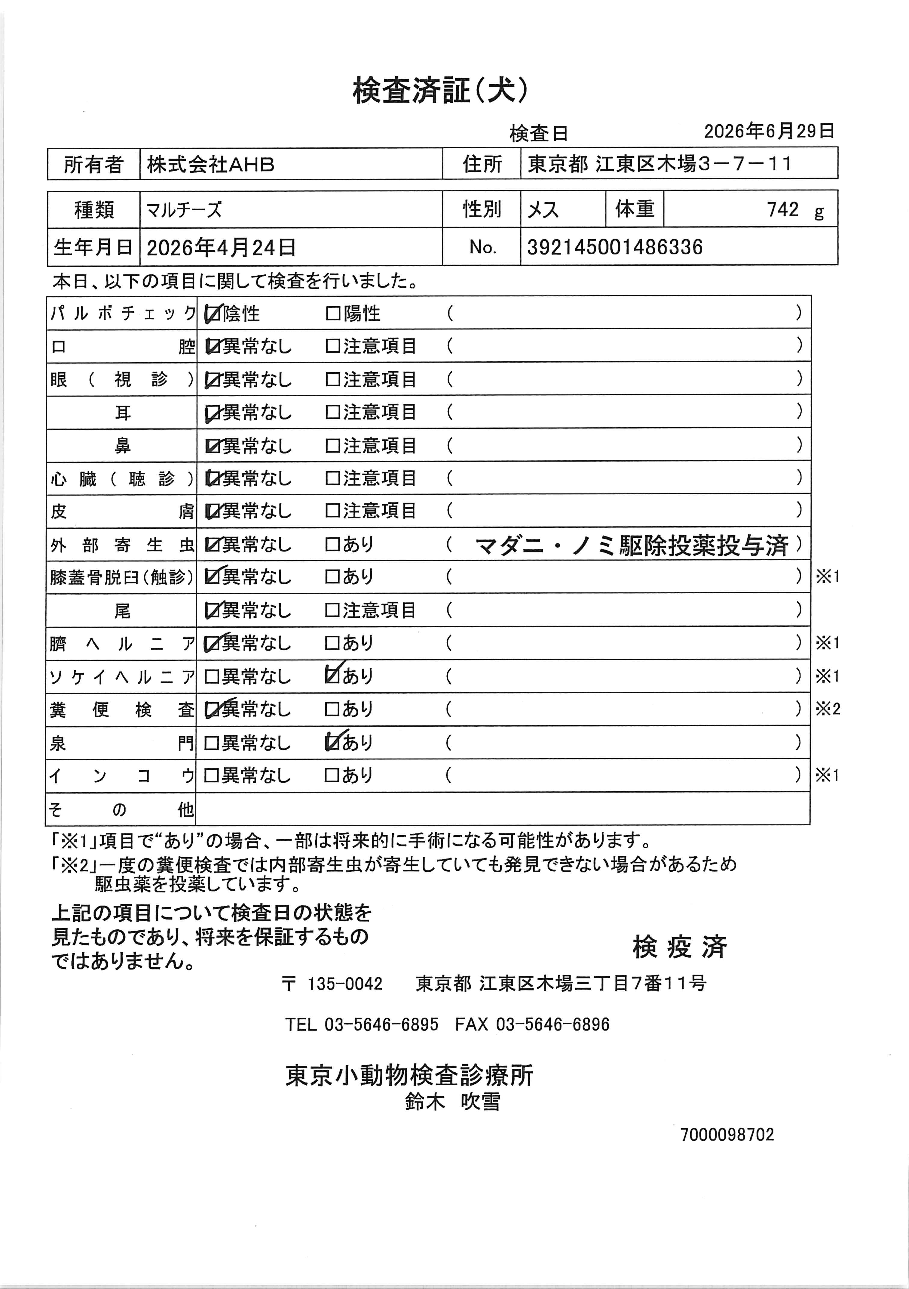 マルチーズ