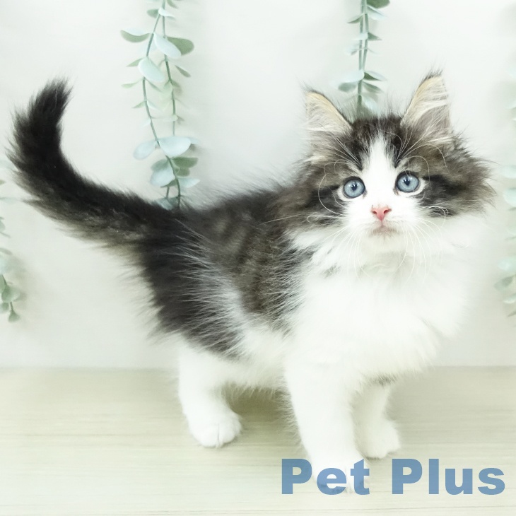ノルウェージャンフォレストキャットの写真2