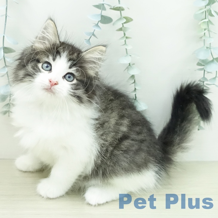 ノルウェージャンフォレストキャットの写真2