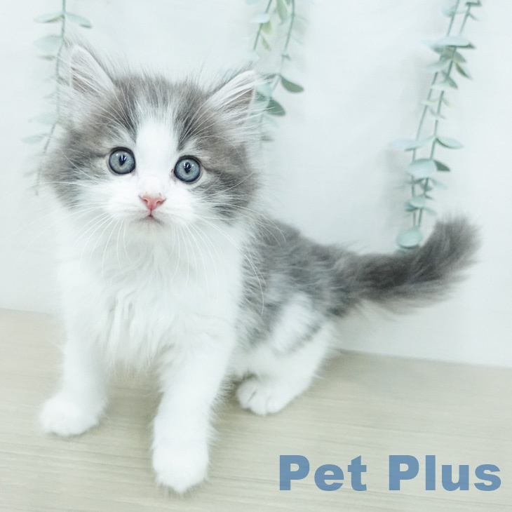 ノルウェージャンフォレストキャット