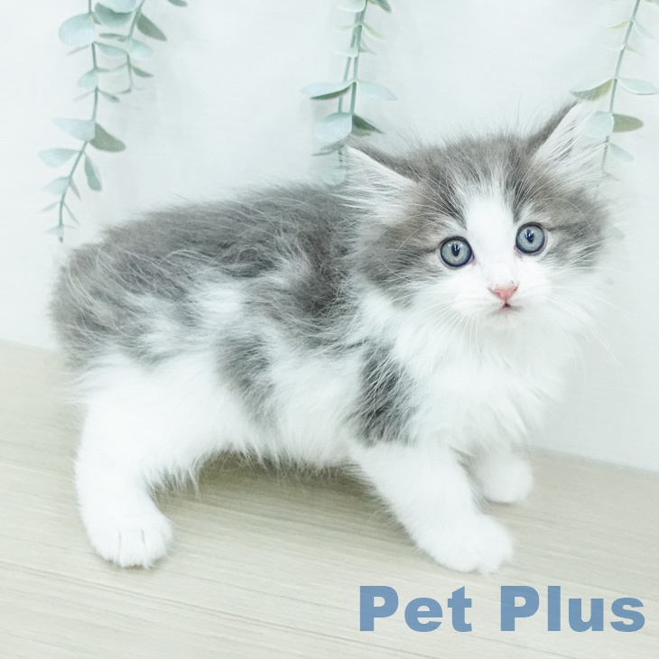 ノルウェージャンフォレストキャットの写真2