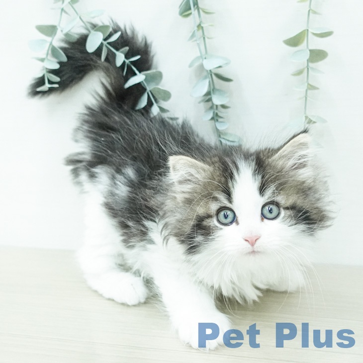 ノルウェージャンフォレストキャットの写真2