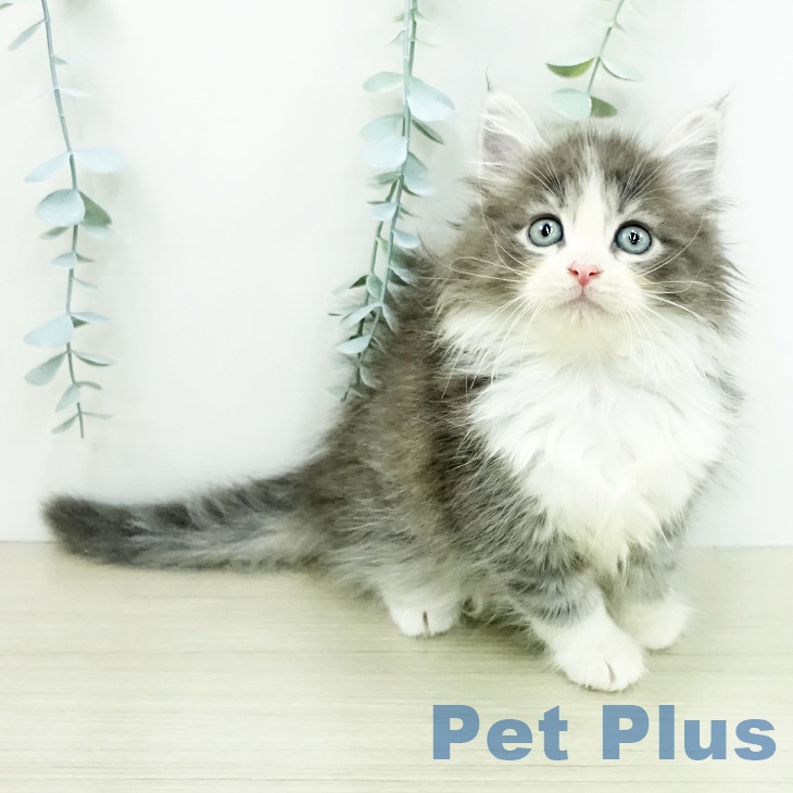 ノルウェージャンフォレストキャットの写真2