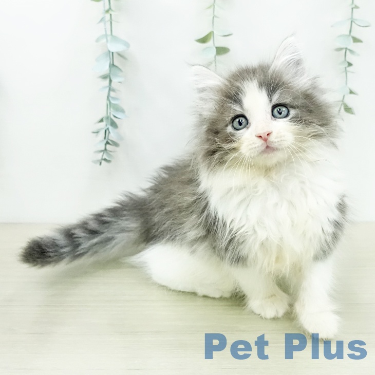 ノルウェージャンフォレストキャット