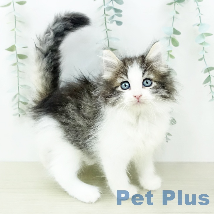 ノルウェージャンフォレストキャット