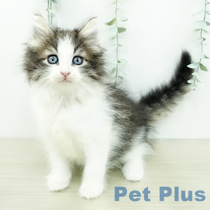 ノルウェージャンフォレストキャットの写真2
