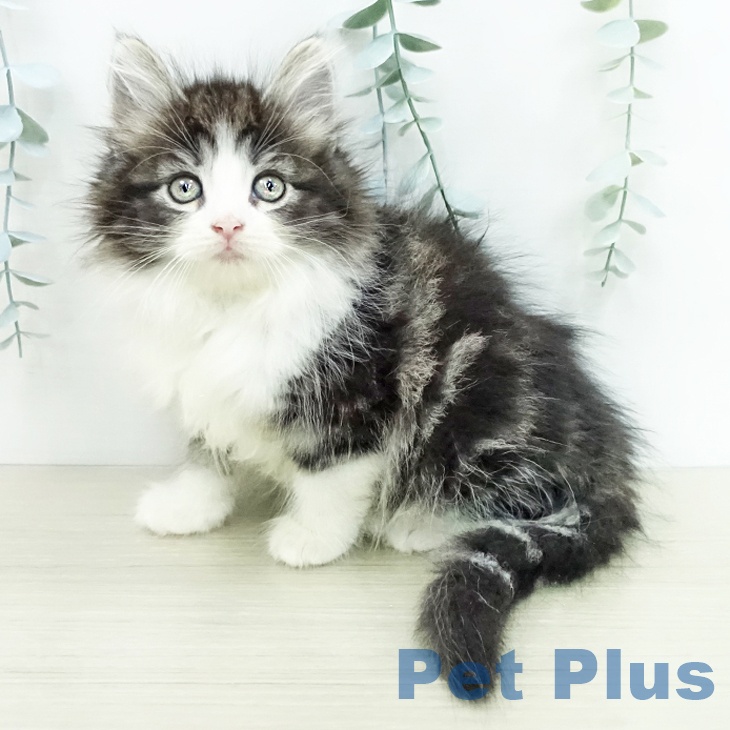 ノルウェージャンフォレストキャット