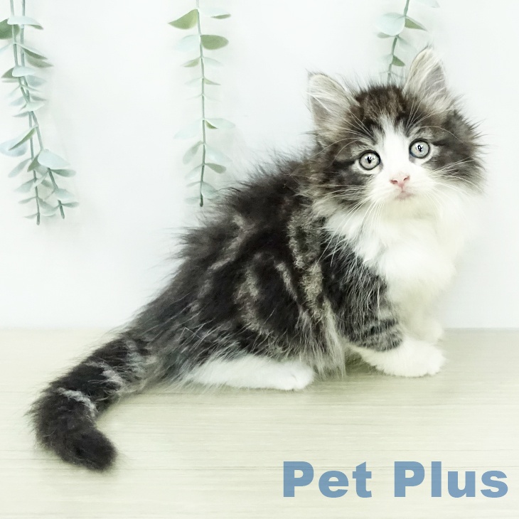ノルウェージャンフォレストキャットの写真2