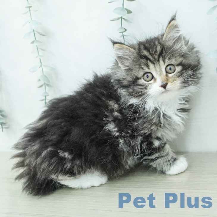 ノルウェージャンフォレストキャットの写真2