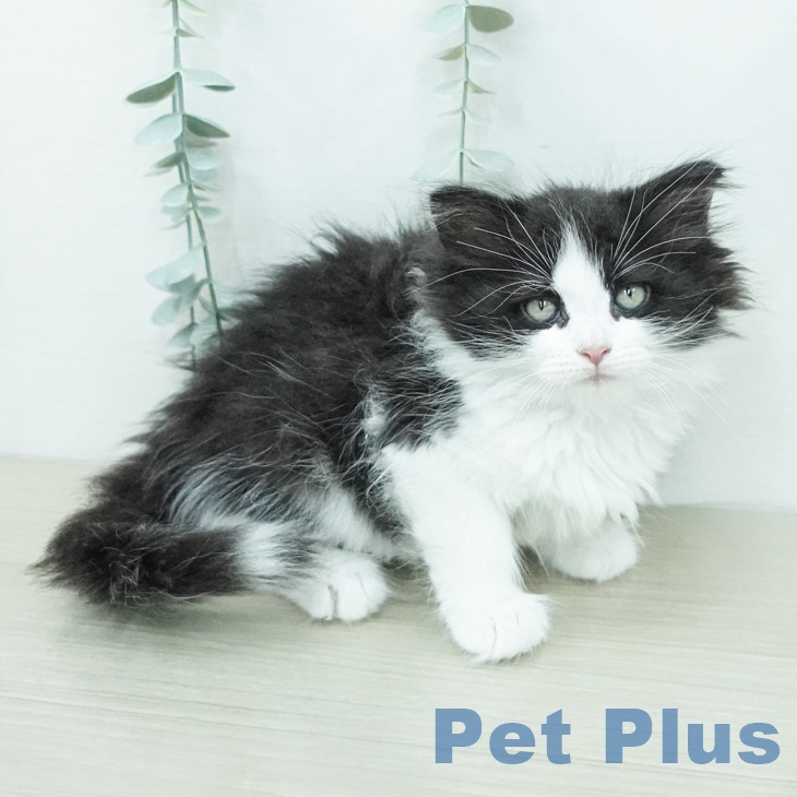 ノルウェージャンフォレストキャット