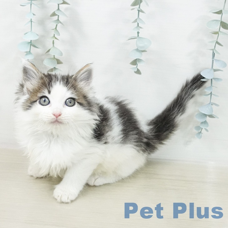 ノルウェージャンフォレストキャットの写真2