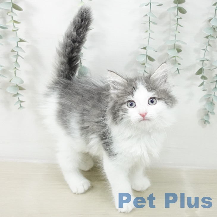 ノルウェージャンフォレストキャットの写真2