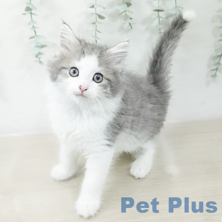 ノルウェージャンフォレストキャットの写真2