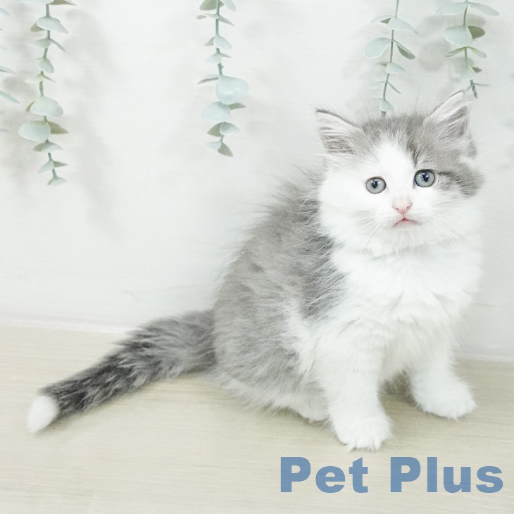 ノルウェージャンフォレストキャットの写真1