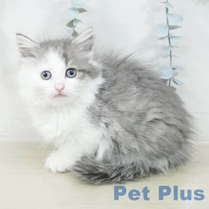 ノルウェージャンフォレストキャットの写真2