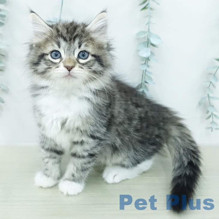 ノルウェージャンフォレストキャット