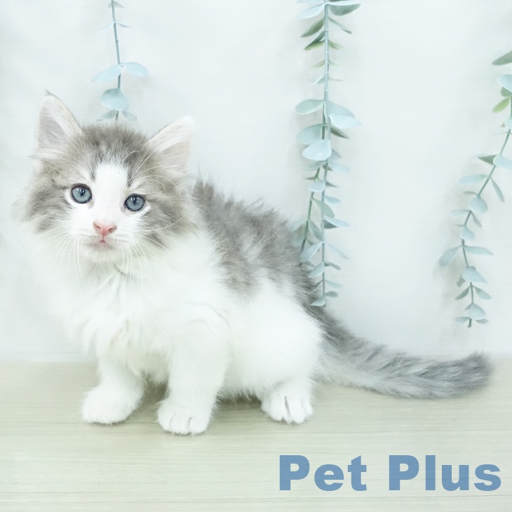 ノルウェージャンフォレストキャットの写真2