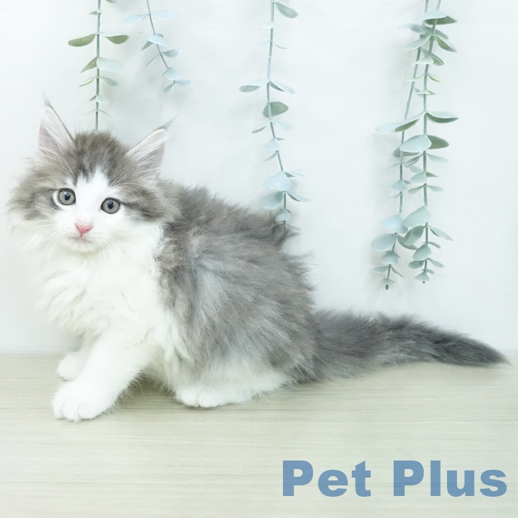 ノルウェージャンフォレストキャット